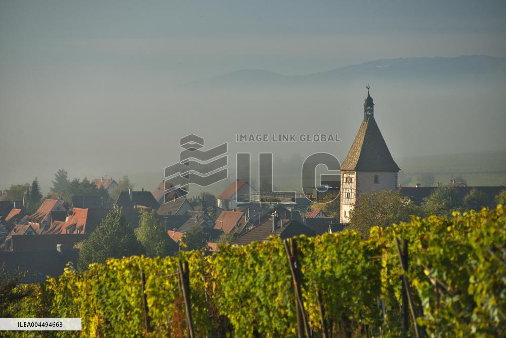 Illustration - Vin Alsace