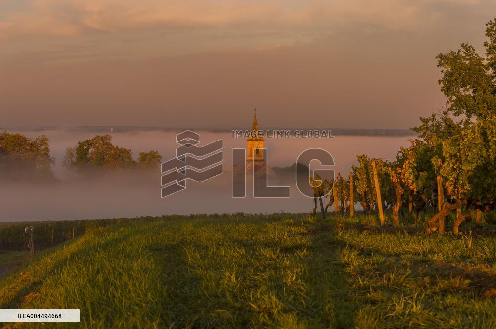 Illustration - Vin Gironde