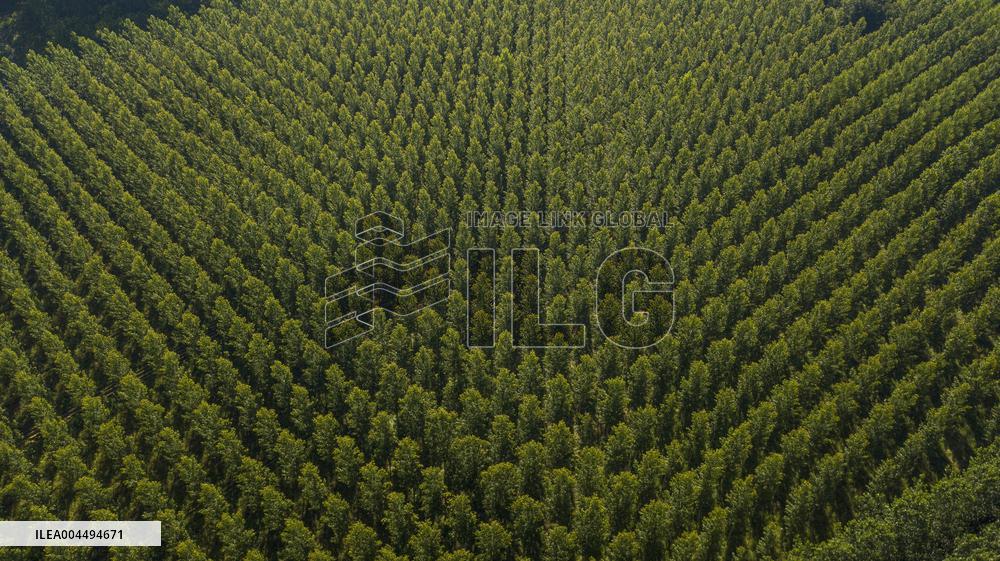 Illustration - Vin Gironde