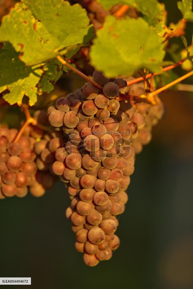 Illustration - Vin Alsace