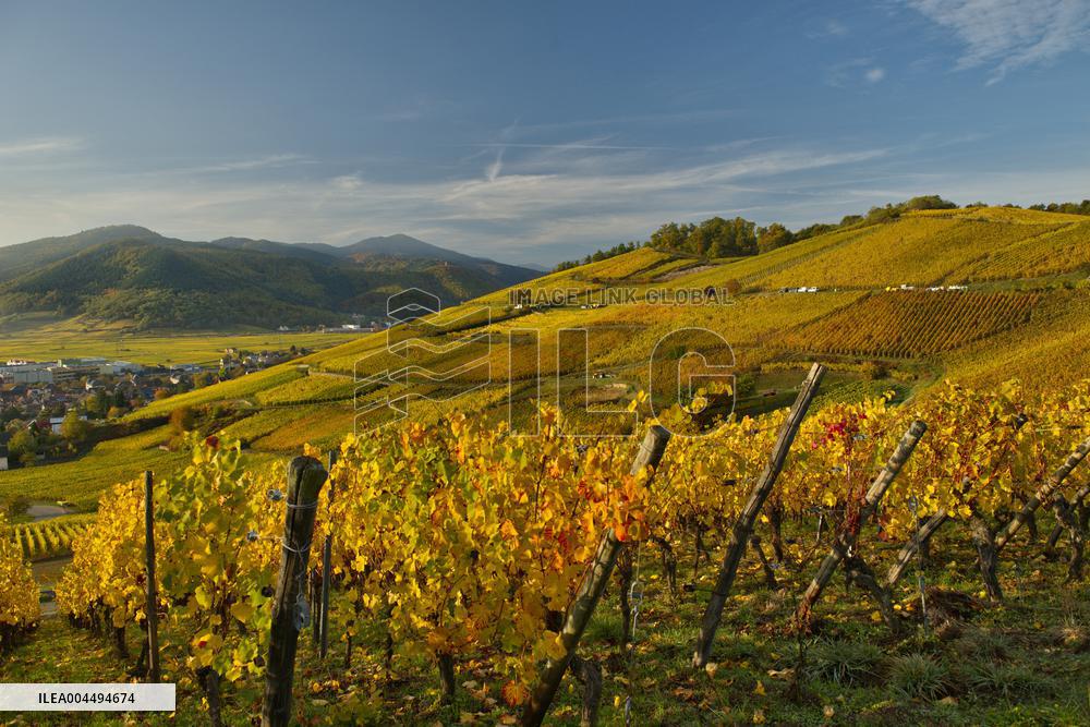 Illustration - Vin Alsace