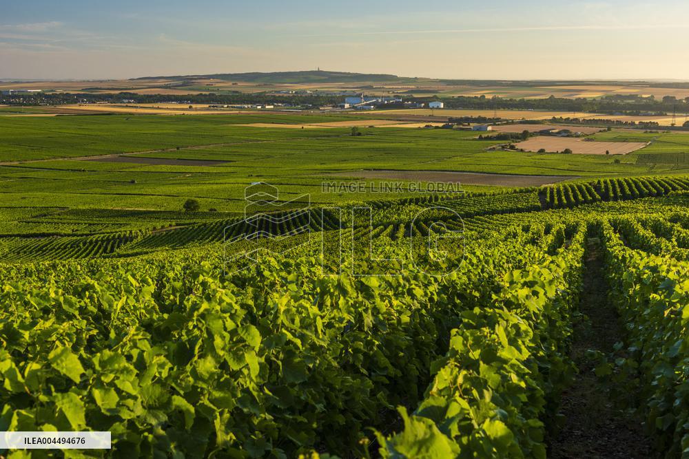 Illustration - Vin Alsace