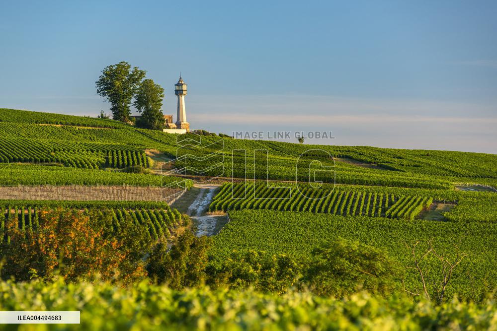 Illustration - Vin Alsace