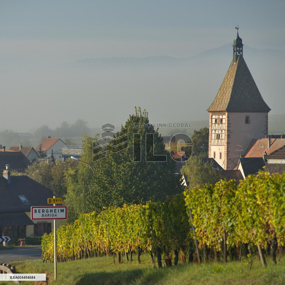 Illustration - Vin Alsace