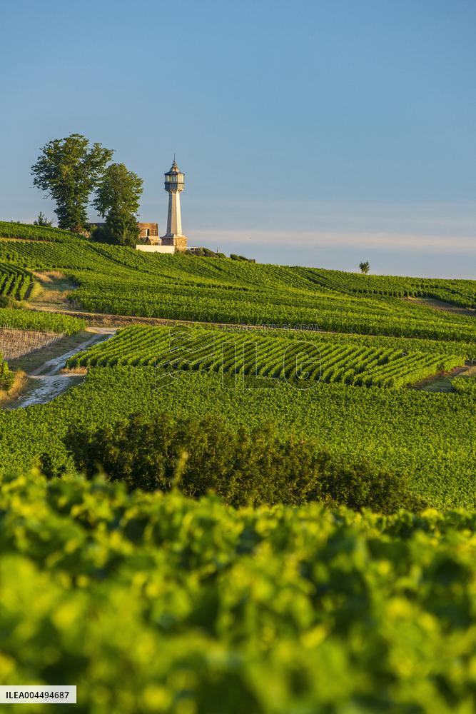 Illustration - Vin Alsace