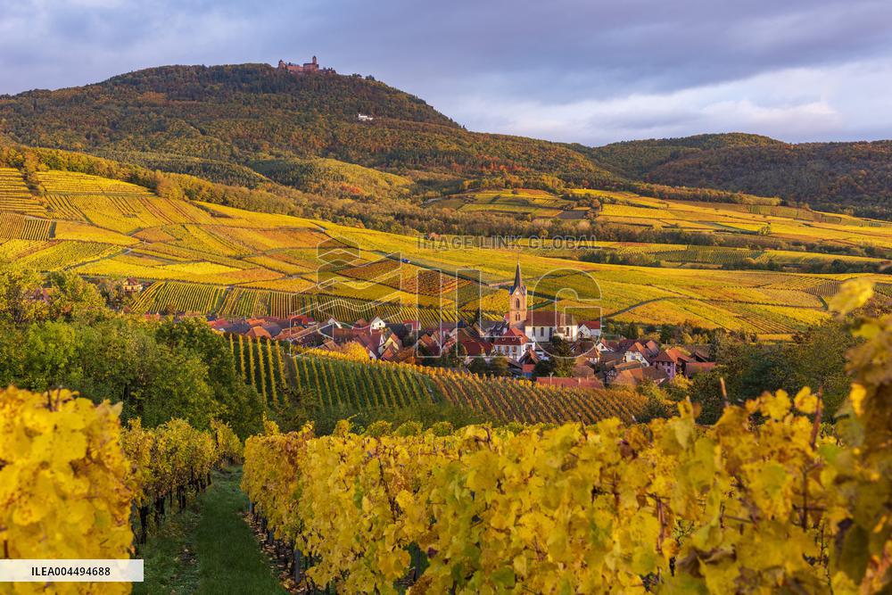 Illustration - Vin Alsace