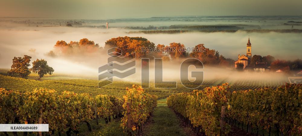 Illustration - Vin Gironde