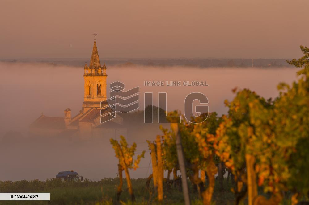 Illustration - Vin Gironde