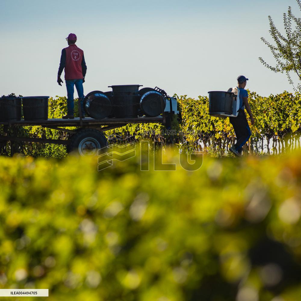 Illustration - Vin Gironde