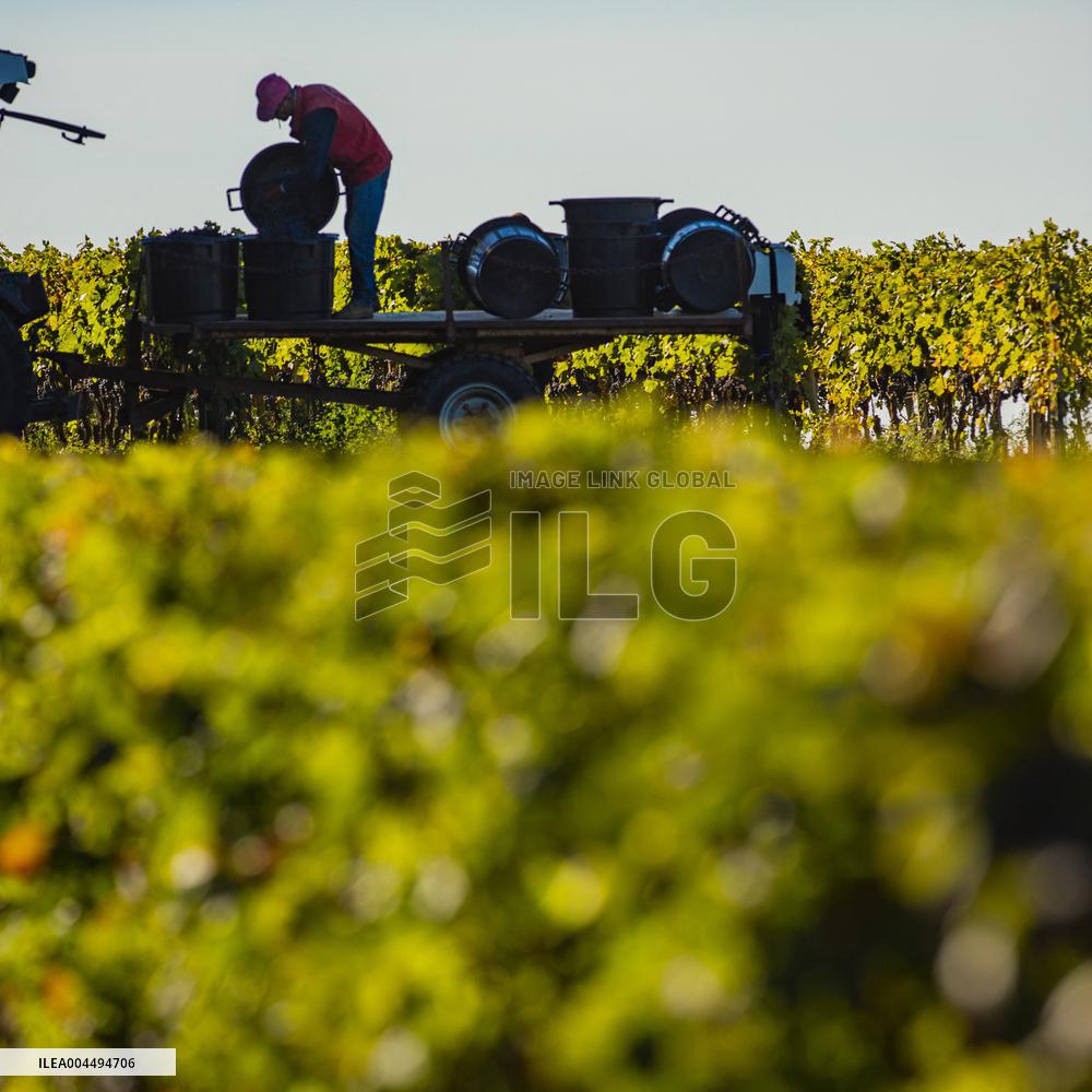 Illustration - Vin Gironde