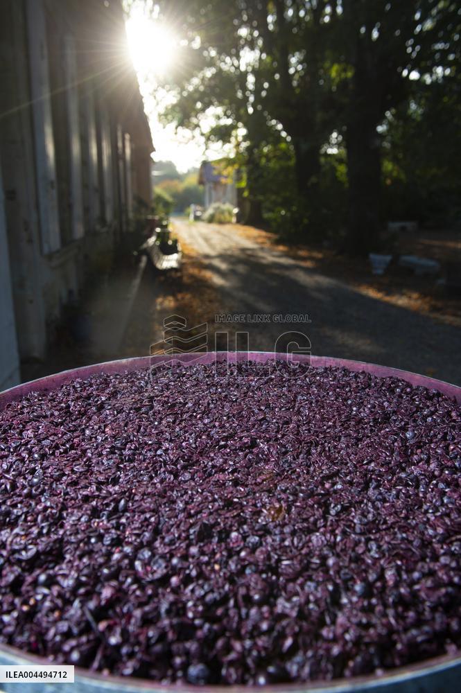 Illustration - Vin Gironde