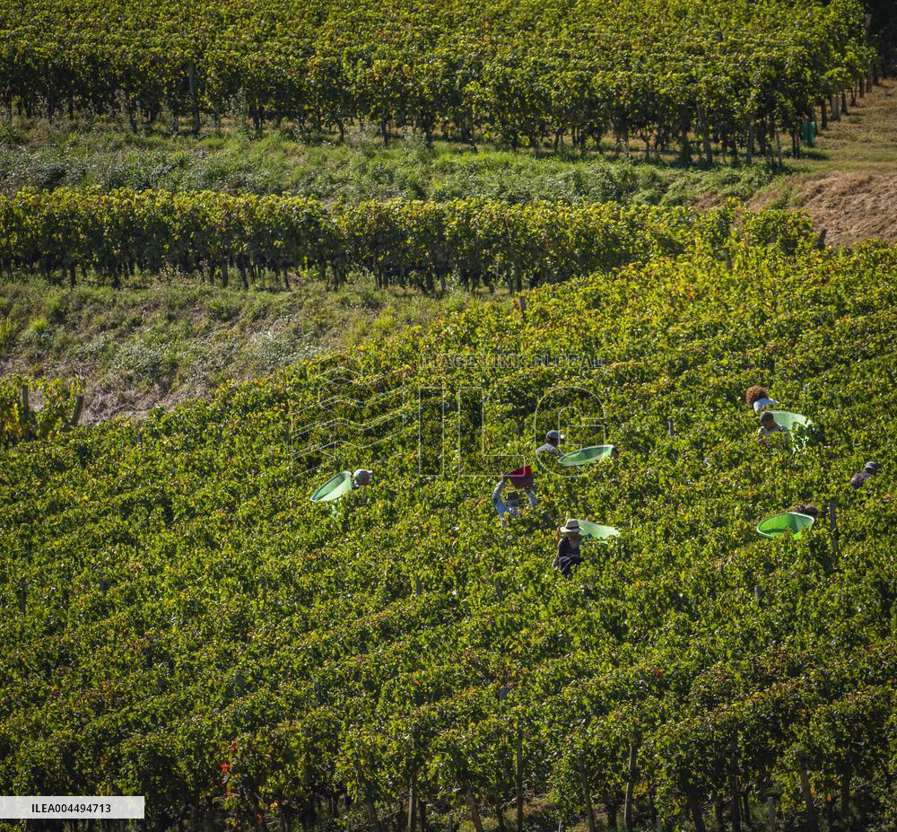 Illustration - Vin Gironde