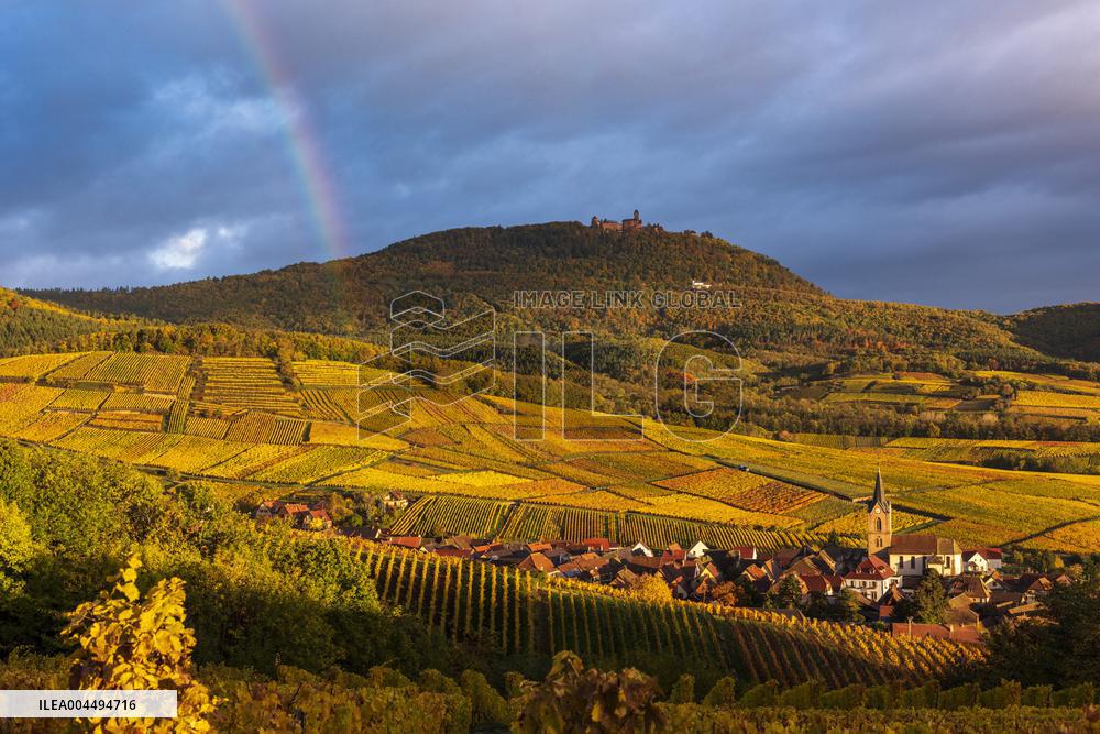 Illustration - Vin Alsace