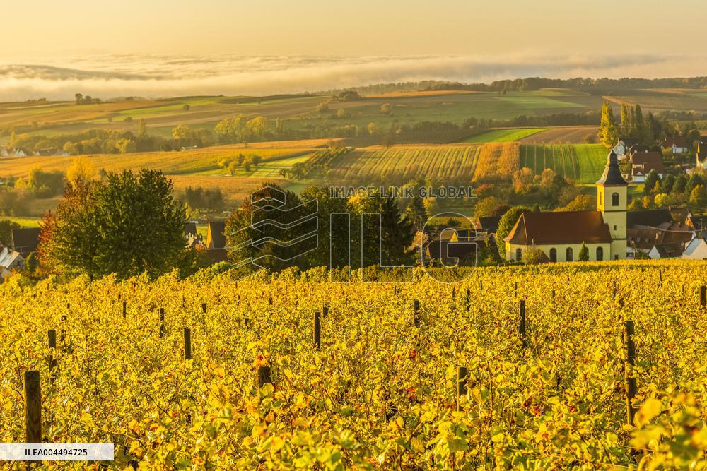 Illustration - Vin Alsace