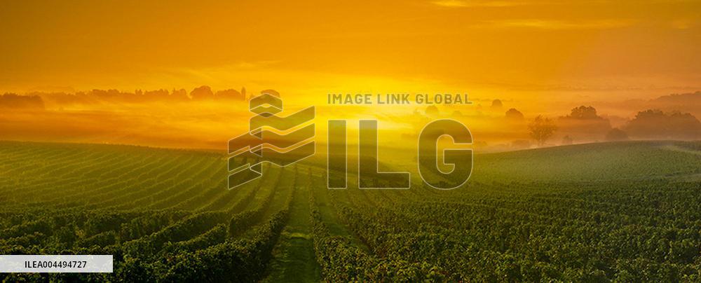 Illustration - Vin Gironde