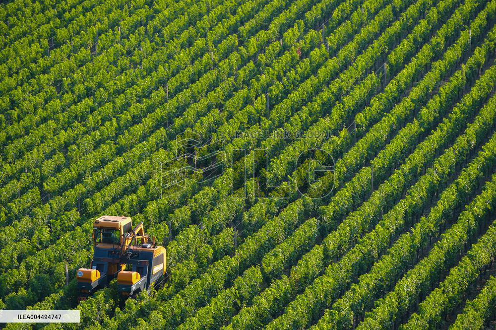 Illustration - Vin Gironde