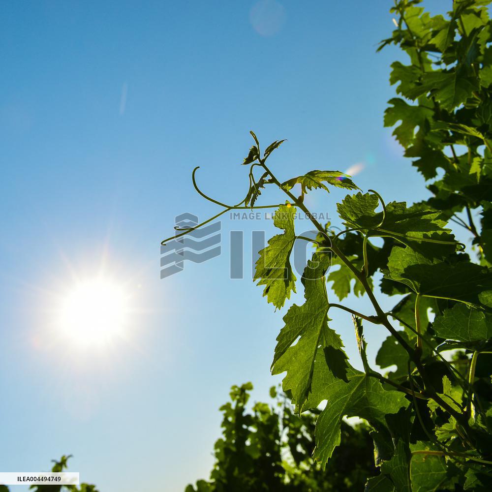 Illustration - Vin Gironde