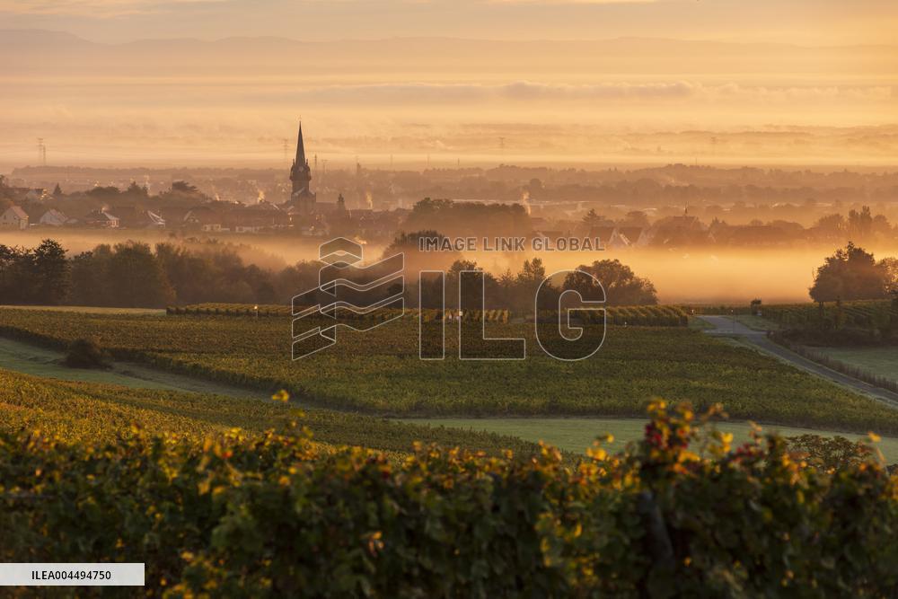 Illustration - Vin Alsace