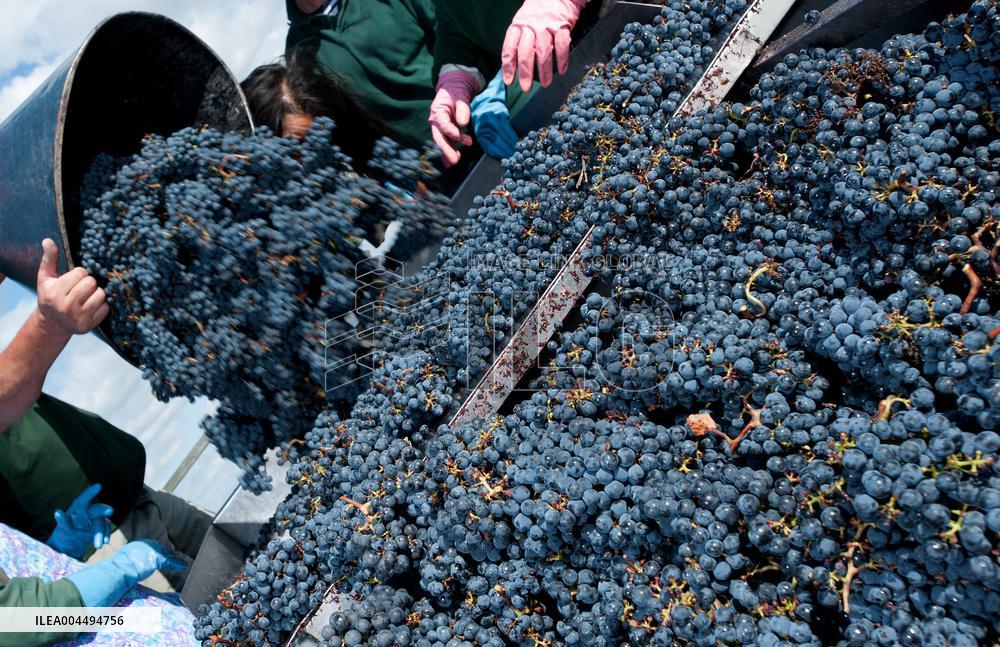 Illustration - Vin Gironde