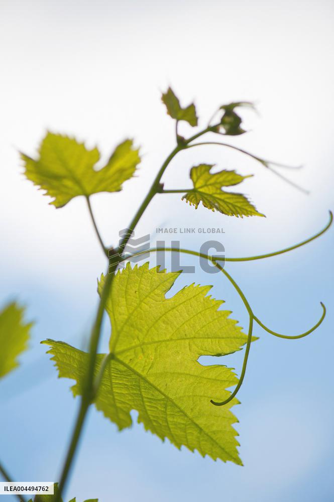 Illustration - Vin Gironde