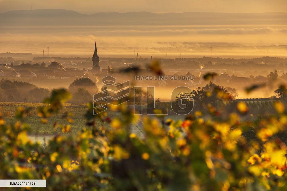 Illustration - Vin Alsace