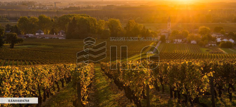 Illustration - Vin Gironde