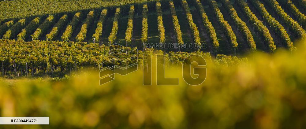 Illustration - Vin Gironde