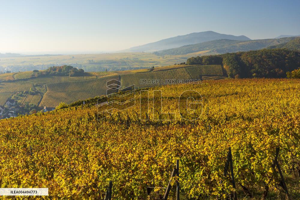 Illustration - Vin Alsace