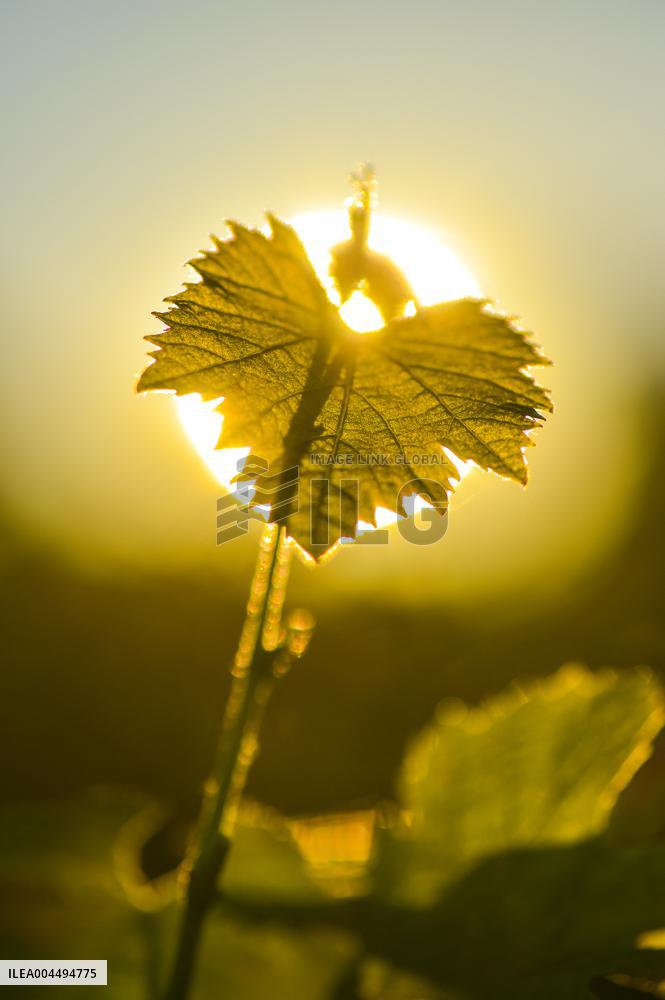 Illustration - Vin Gironde