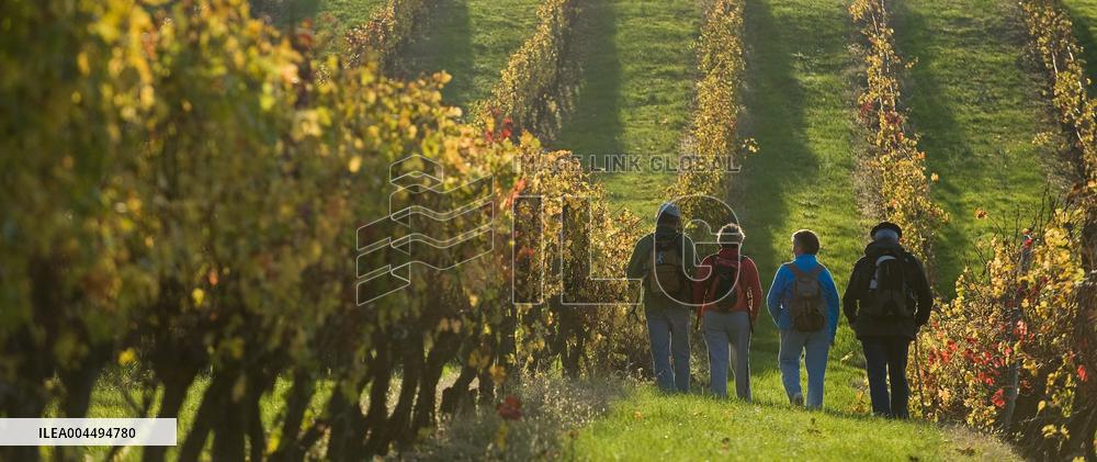 Illustration - Vin Gironde