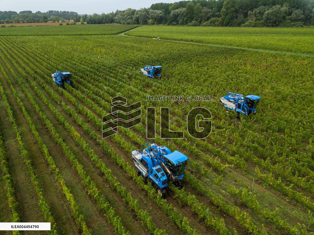 Illustration - Vin Gironde