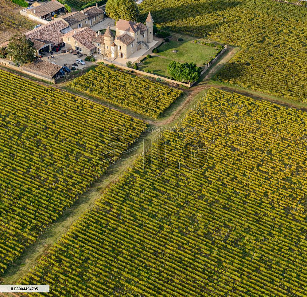 Illustration - Vin Gironde