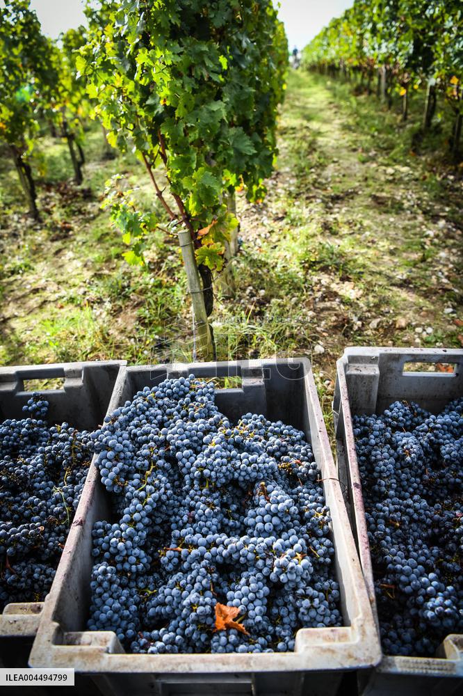 Illustration - Vin Gironde