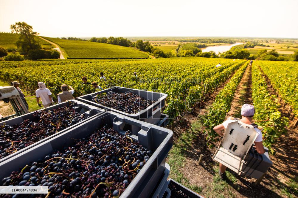 Illustration - Vin Gironde