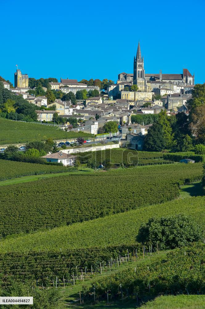 Illustration - Vin Gironde