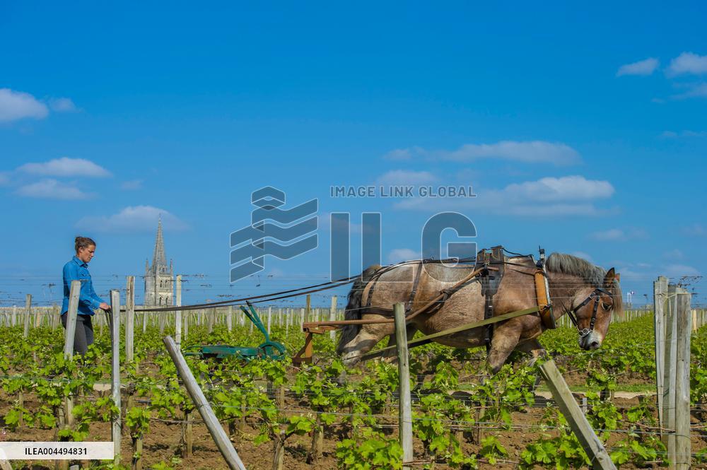 Illustration - Vin Gironde