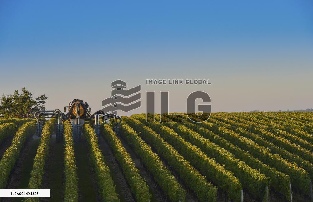 Illustration - Vin Gironde