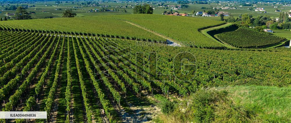 Illustration - Vin Gironde