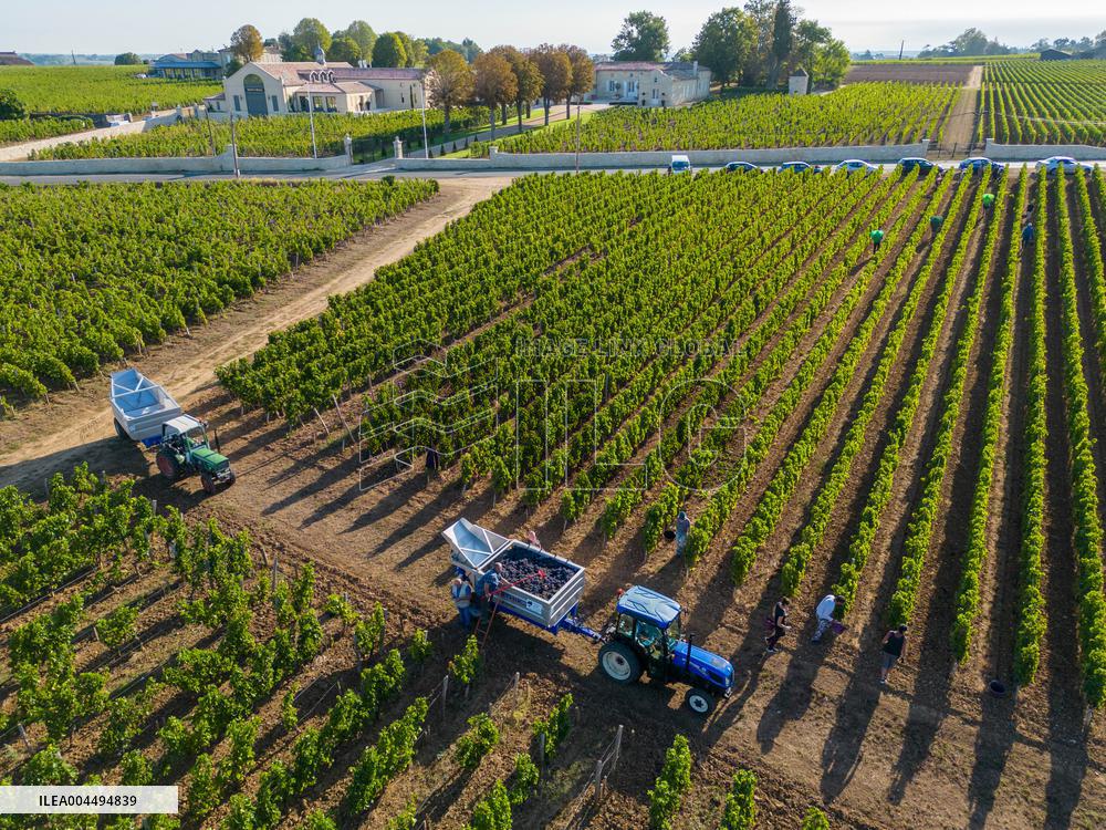 Illustration - Vin Gironde