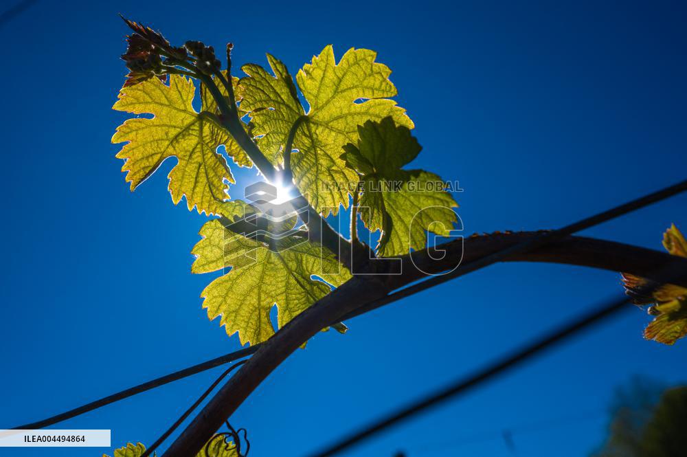 Illustration - Vin Gironde