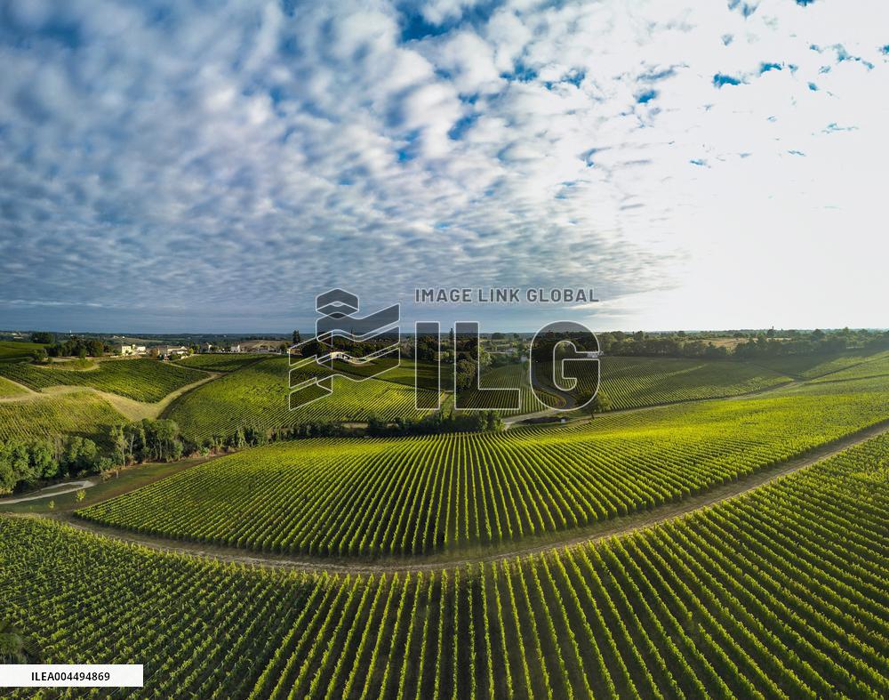 Illustration - Vin Gironde