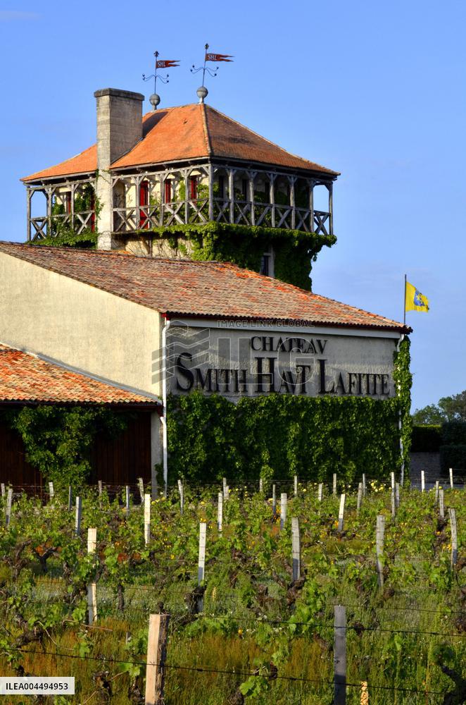 Illustration - Vin Medoc