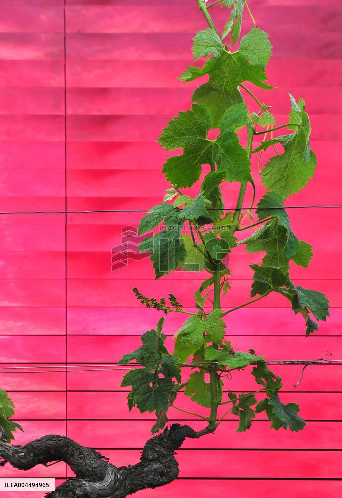 Illustration - Vin Medoc