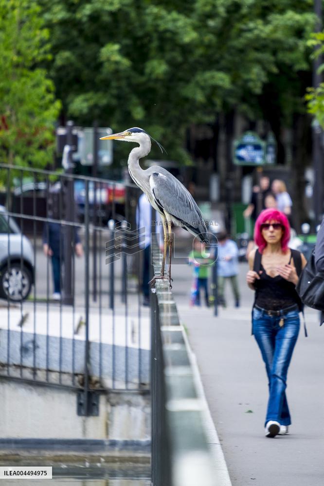 Illustration - Paris