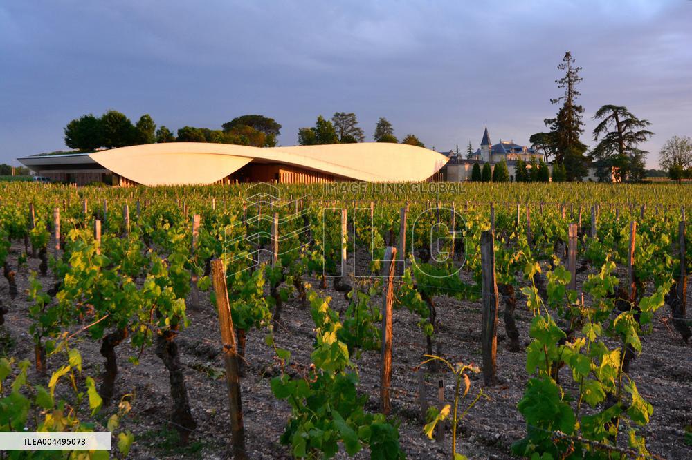 Illustration - Vin Medoc