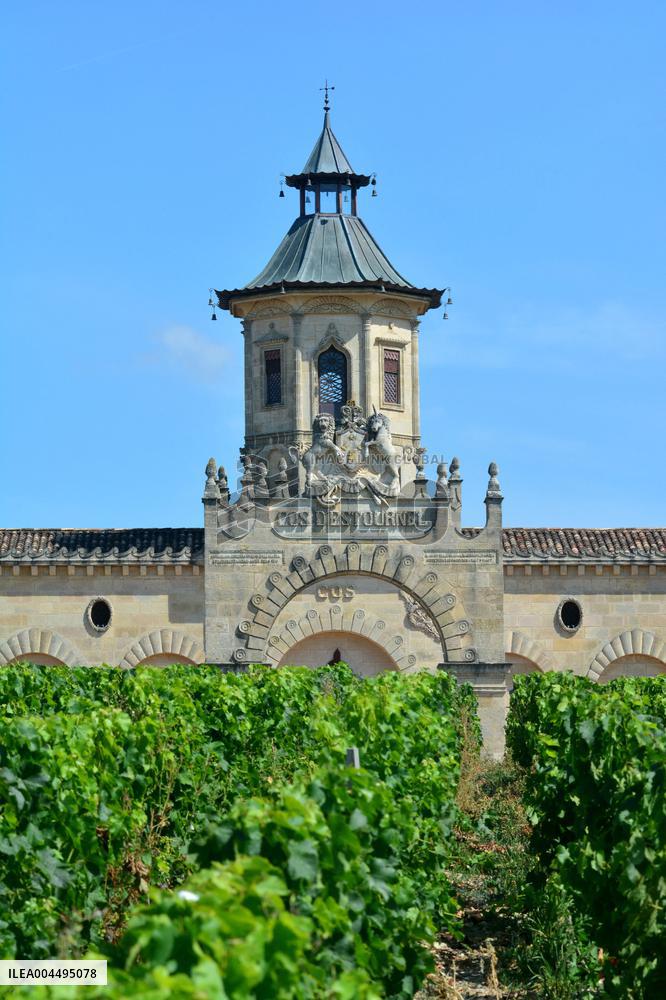 Illustration - Vin Medoc