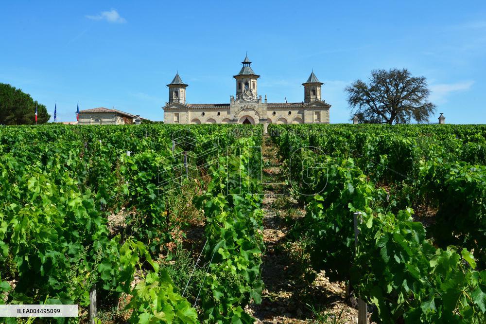 Illustration - Vin Medoc