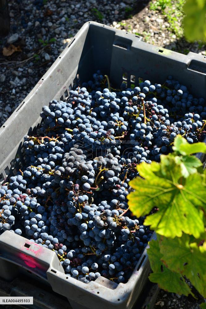 Illustration - Vin Medoc