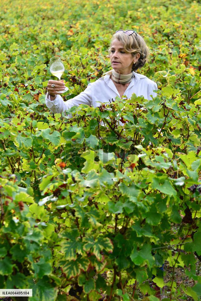 Illustration - Vin Medoc