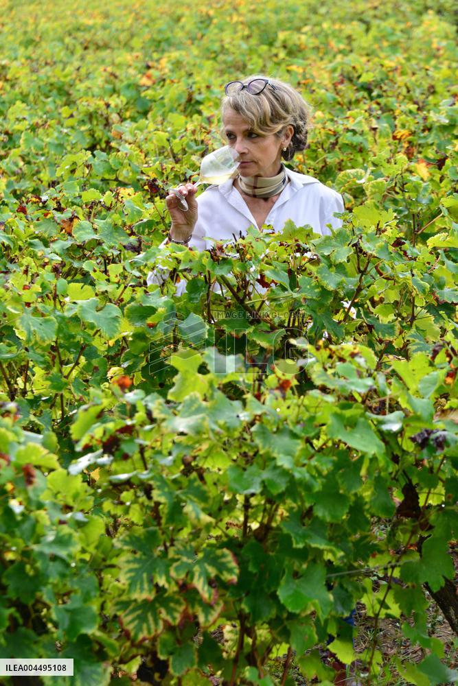 Illustration - Vin Medoc